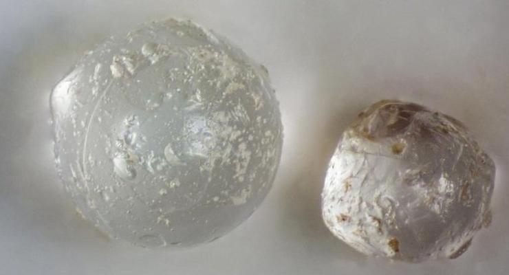 Внутри окаменелых моллюсков нашли загадочные стеклянные шарики