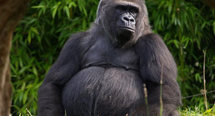 Умерла старейшая горилла-невольница