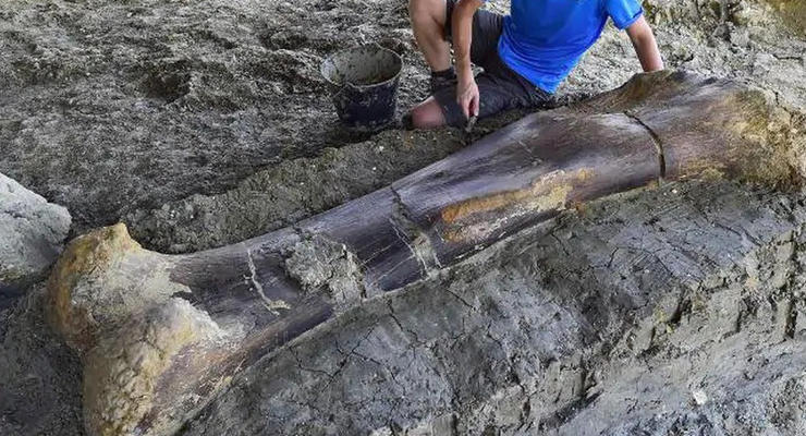 Во Франции нашли 500-килограммовую кость динозавра