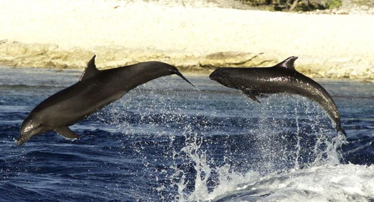 Дельфины могут усыновлять детей другого вида