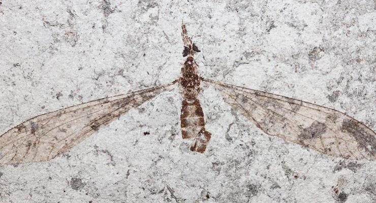 Ученые рассмотрели вблизи глаза древнего комара
