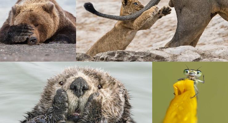Эти забавные животные: Самые крутые кадры конкурса Comedy Wildlife