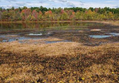 Обнаружено еще одно пагубное влияние человека на природу