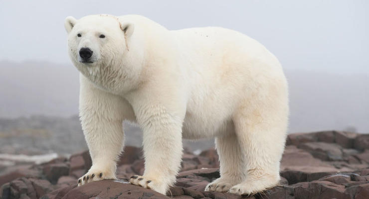 Дроны спасли полярную экспедицию от медведей