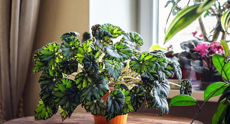 Интересный факт дня: Комнатные растения не улучшают воздух в помещении