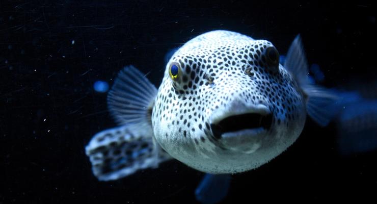 Интересный факт дня: Яд рыбы фугу защищает ее от стресса