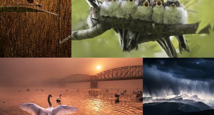 Дикая красота: Названы победители конкурса Nature Photographer Of The Year