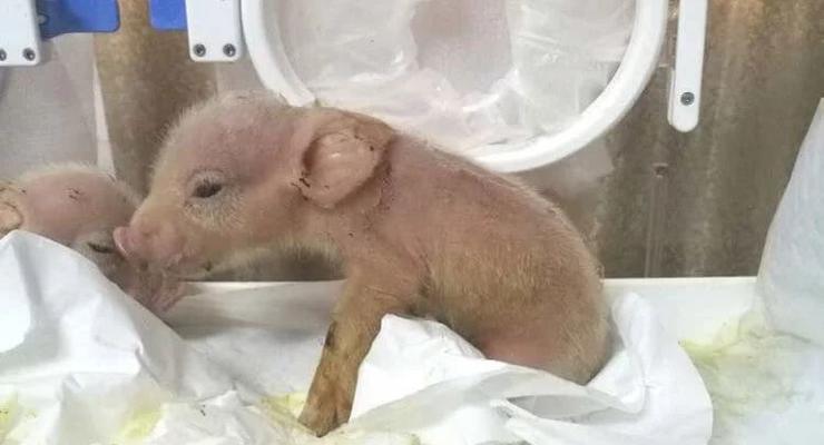 В Китае родились свиньи с клетками обезьян