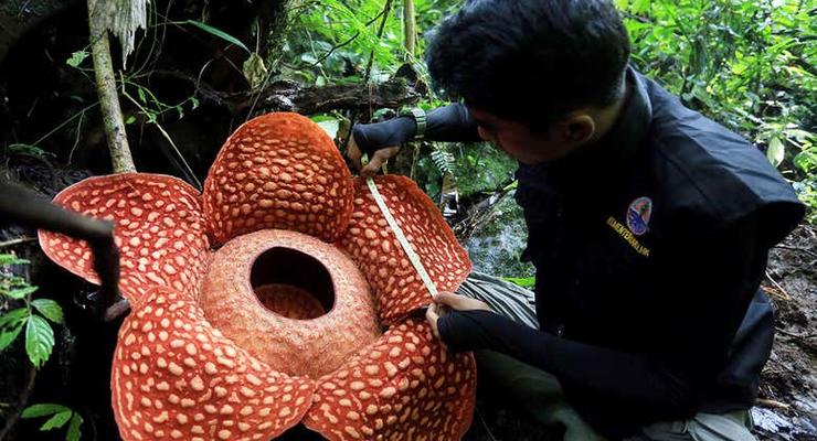 Пахнет трупом: Найден самый большой цветок в мире