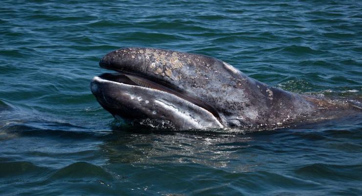Интересный факт дня: Серые киты могут заблудиться из-за солнца