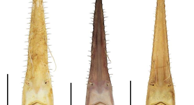 Ученые обнаружили два новых вида акул с носами-пилами