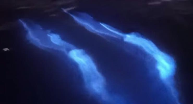 Фотограф заснял удивительное световое шоу дельфинов