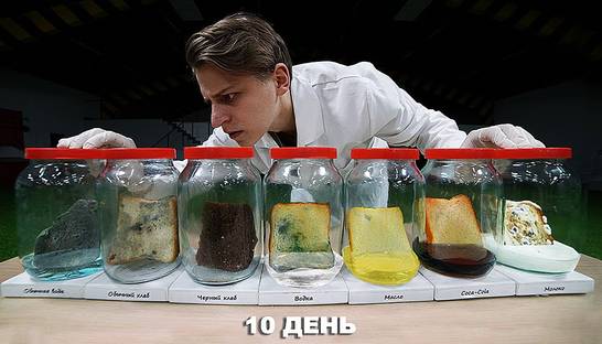 Где плесень разовьется быстрее: Эксперименты