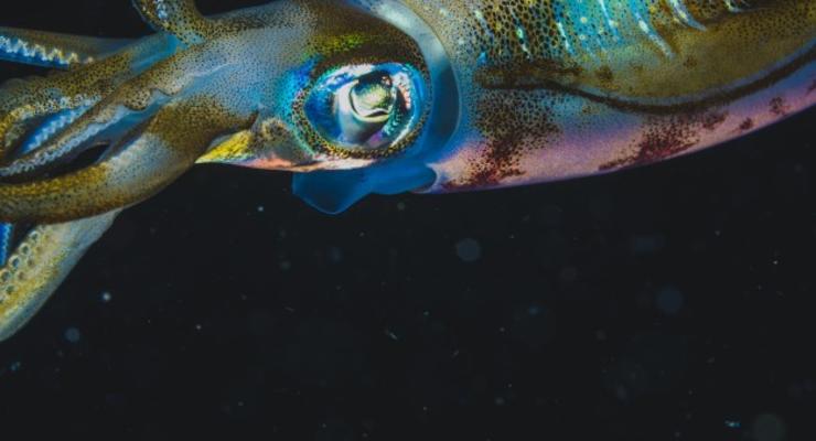 Ученые создадут человека-невидимку из кальмаров