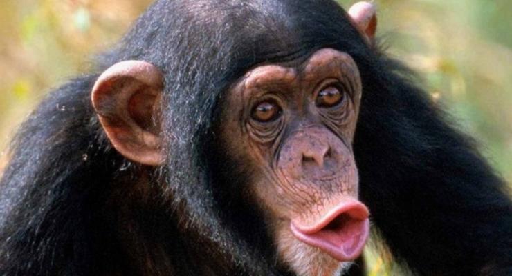 У шимпанзе обнаружили кость в сердце