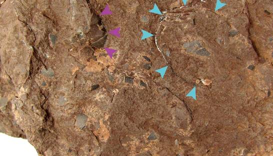 Найдены самые маленькие яйца динозавров