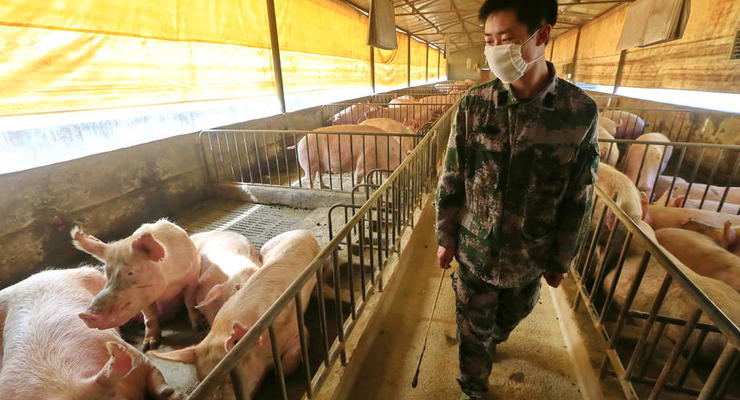 Следующей глобальной пандемией может стать свиной грипп