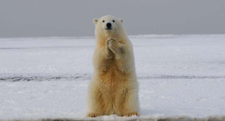 Интересный факт дня: Белые медведи полностью исчезнут к 2100 году