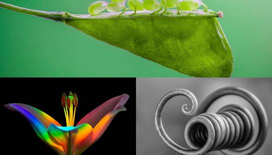 Крошечные миры: Победители конкурса Macro Art Photography Awards 2020