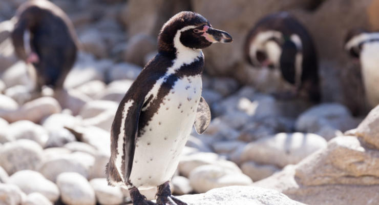 Интересный факт дня: Найдена родина всех пингвинов