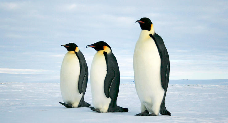 Спутник помог найти неизвестные ранее колонии пингвинов
