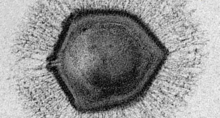 Гигантские вирусы могут объяснить загадочную эволюцию ключевой части наших клеток