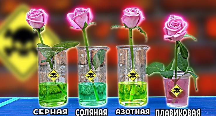 Что произойдет с розой в кислоте: Эксперименты