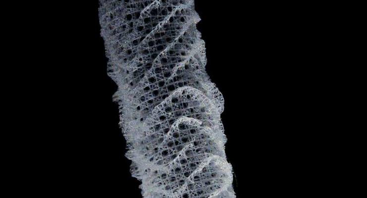 Морские губки хранили секрет прочности