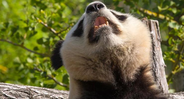 Видео дня: Панд впервые застукали за сексом в дикой природе
