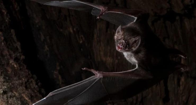 Летучие мыши-вампиры социально дистанцируются при болезни