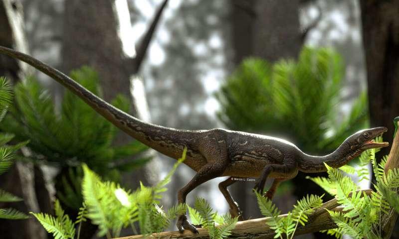 Ученые реконструировали мозг одного из старейших динозавров / Márcio L. Castro