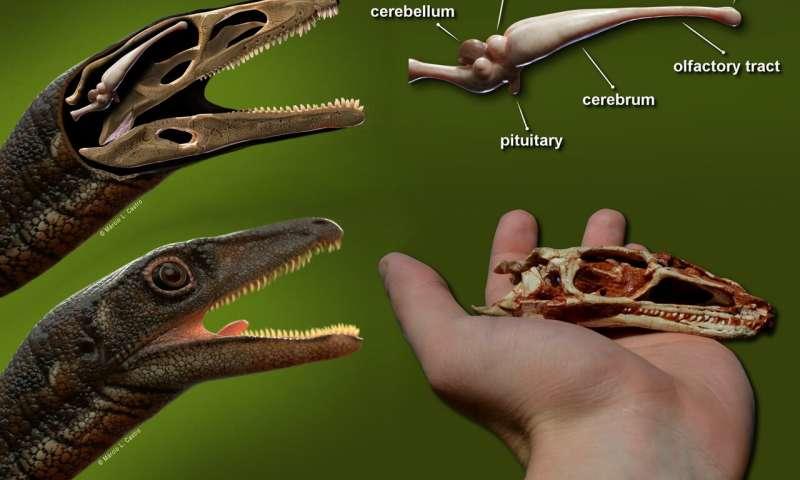 Ученые реконструировали мозг одного из старейших динозавров / Márcio L. Castro