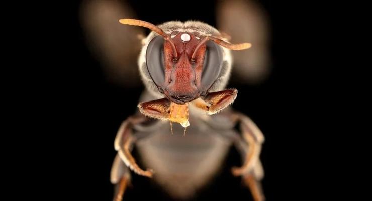 Интересный факт дня: В Австралии живут ночные пчелы