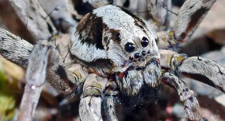 На военной базе нашли считавшегося вымершим паука