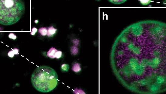 Ученые обнаружили скрытую внутри клеток растений неожиданную структуру