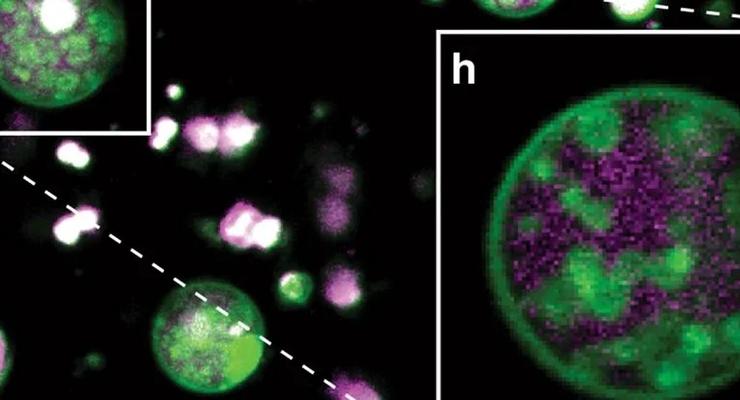 Ученые обнаружили скрытую внутри клеток растений неожиданную структуру