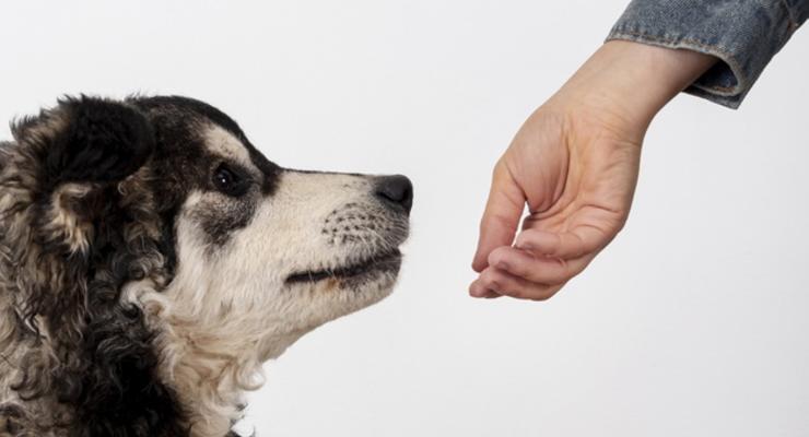 Интересный факт дня: Собаки могут найти коронавирус по поту