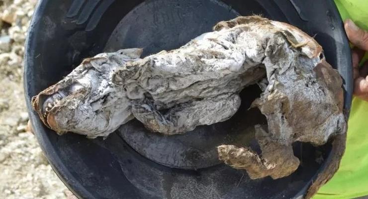 Cамый полный образец древнего волка нашли в вечной мерзлоте