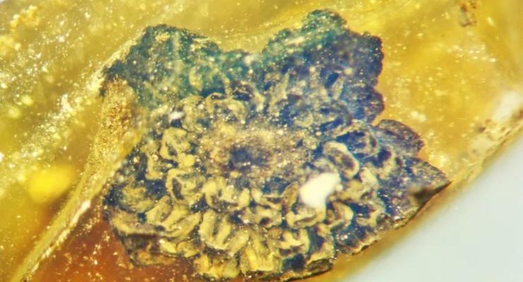 В янтаре обнаружили цветок возрастом 100 млн лет