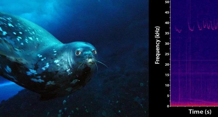 Интересный факт дня: Тюлени издают нереальные звуки под водой