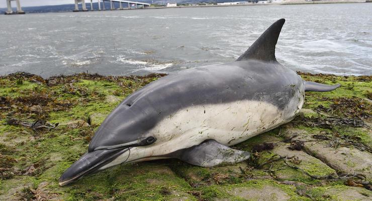 Интересный факт дня: Почему киты и дельфины выбрасываются на берег