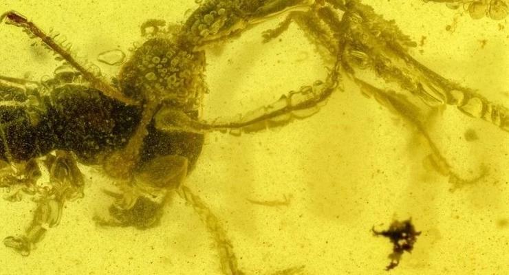 В янтаре нашли адского муравья с добычей