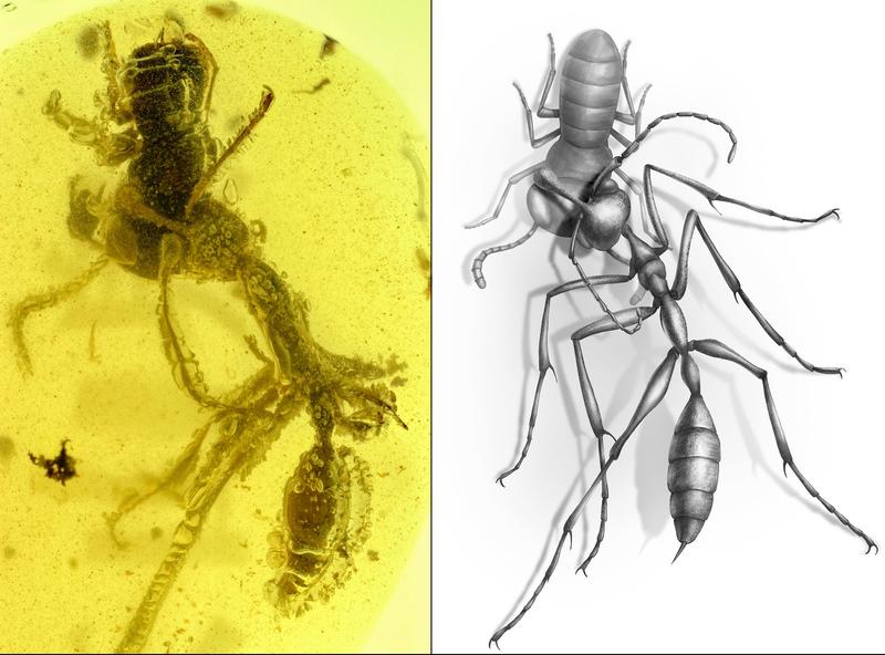 В янтаре нашли адского муравья с добычей / Current Biology