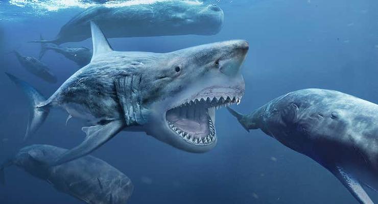 Акулы-мегалодоны занимались каннибализмом в утробе матери