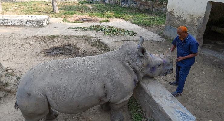 Коронавирус помешал самке носорога со свиданиями