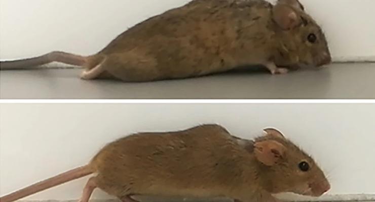 Белок помог парализованным мышам снова ходить