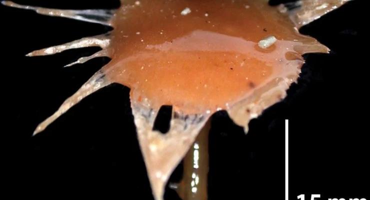 На дне океана обнаружили три новых вида хищных губок