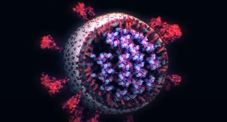 Видео дня: Как выглядит коронавирус под микроскопом