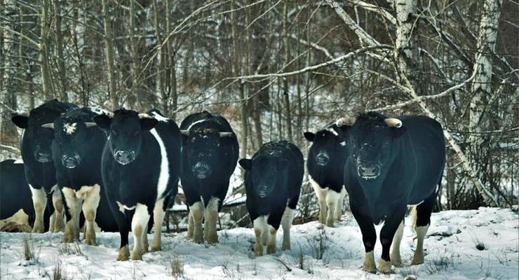 Одичавшие коровы в Чернобыльской зоне сбились в стада