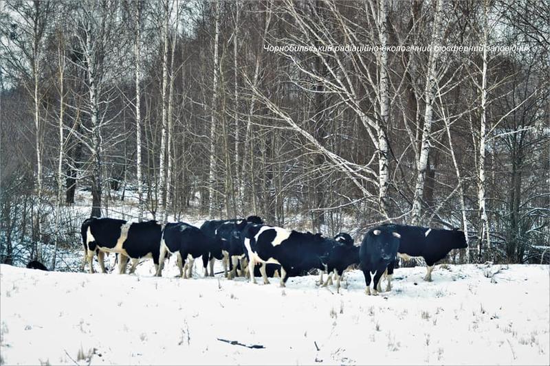 Одичавшие коровы в Чернобыльской зоне сбились в стада / facebook.com/zapovidnyk2018